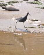 Spotted Redshank.jpg