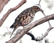 White's Thrush.jpg