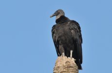 Black Vulture web.jpg