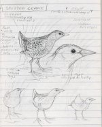 My Spot Crake CVL.JPG