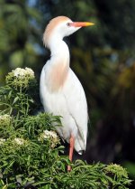 Web Cattle Egret.jpg