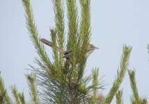 Chinese Hill Warbler.jpg