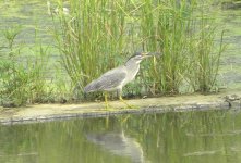 Striated Heron.jpg