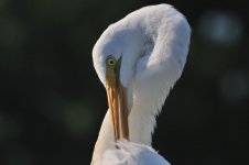 Web Great Egret Head.jpg
