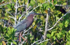 Web Green Heron1.jpg