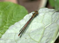 Large Red damselfly (R).jpg