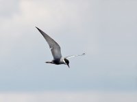 IMG_6681_White-whiskered Tern.jpg