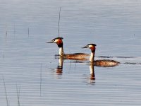 IMG_6697_Great Crested Grebe.jpg