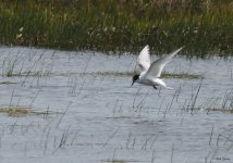 Roseate Tern Immature 3_28-05-2010.jpg