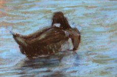 lesser scaup_2112.jpg