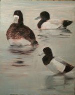 sketch scaup_2220.jpg