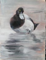 sketch scaup male_2222.jpg