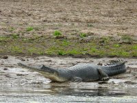 Gharial.jpg