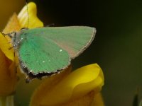 Green hairstreak 5 Cranwich Heath 16 May 2010.jpg