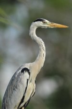 Heron.jpg