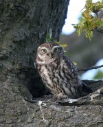 Little Owl1_100.jpg