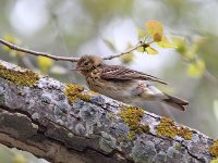 IMG_7539_Tree Pipit.jpg