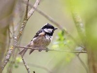 IMG_7660_Coal Tit.jpg