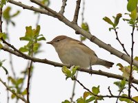 IMG_7818_Garden Warbler.jpg