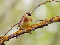 IMG_7882_Cirl Bunting.jpg