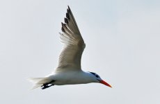 Web Royal Tern2.jpg