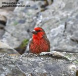 red faced rosefinch.jpg