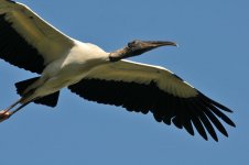 Web Wood Stork.jpg