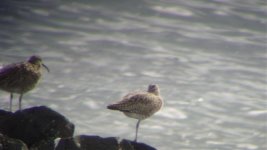 Whimbrel 3 (R).jpg