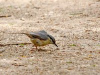 IMG_8678_Nuthatch.jpg