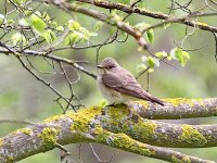 IMG_8795_Spotted Flycatcher.jpg