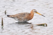 Eastern Black-tailed Godwit.jpg