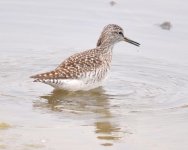 Wood Sandpiper.jpg