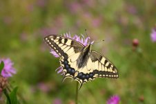 Swallowtail-thumb.jpg