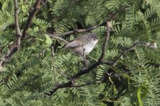 CRW_6006 Gnatcatcher.jpg