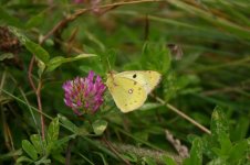 Pale Clouded Yellow-thumb.jpg