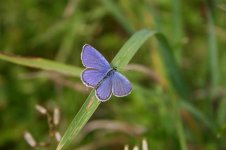 Short-tailed Blue-thumb.jpg