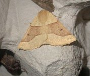 Scalloped Oak 0903.jpg