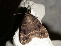 Copper Underwing 0972.jpg