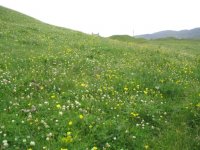 machair vatersay.jpg