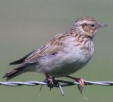 Woodlark2.jpg