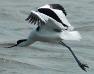 Avocet.jpg