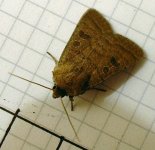 moth 035.jpg