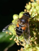 eristalis_tenax_4oct04_420a.jpg