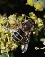 eristalis_tenax_4oct04_420b.jpg