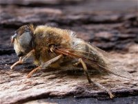 eristalis_tenax_1may05_420b.jpg