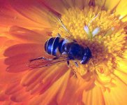 eristalis_interruptus.jpg