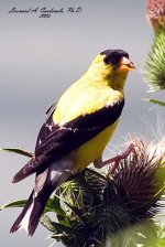 American-Goldfinch.jpg