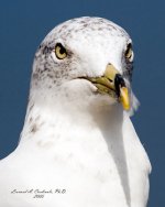 Portrait of a Seagull.jpg