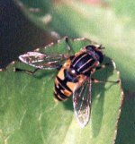 helophilus_pendulus.jpg