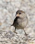 Sparrow-on-Granite.jpg